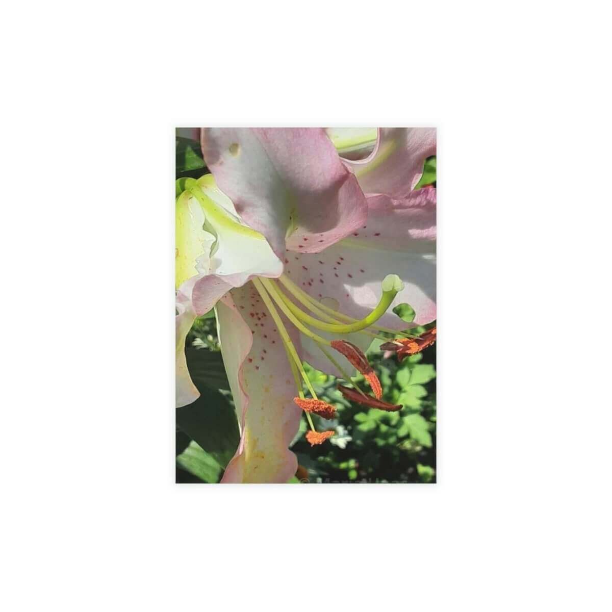 Garden Lily Greeting Card Bundle - Hearth Home & Living