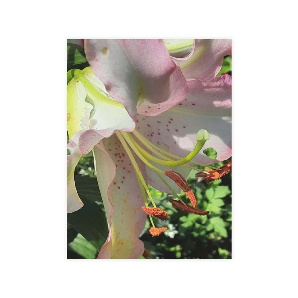 Garden Lily Greeting Card Bundle - Hearth Home & Living