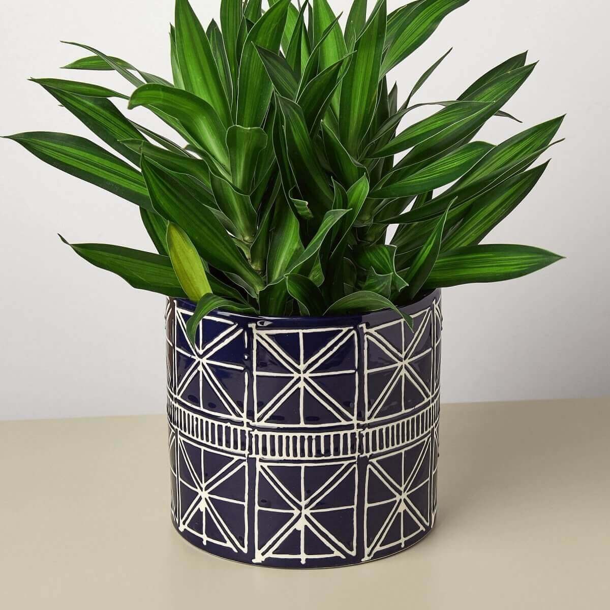 Sao Planter Ceramic Planter - 6.75 Inch | Hearth Home & Living - Hearth Home & Living