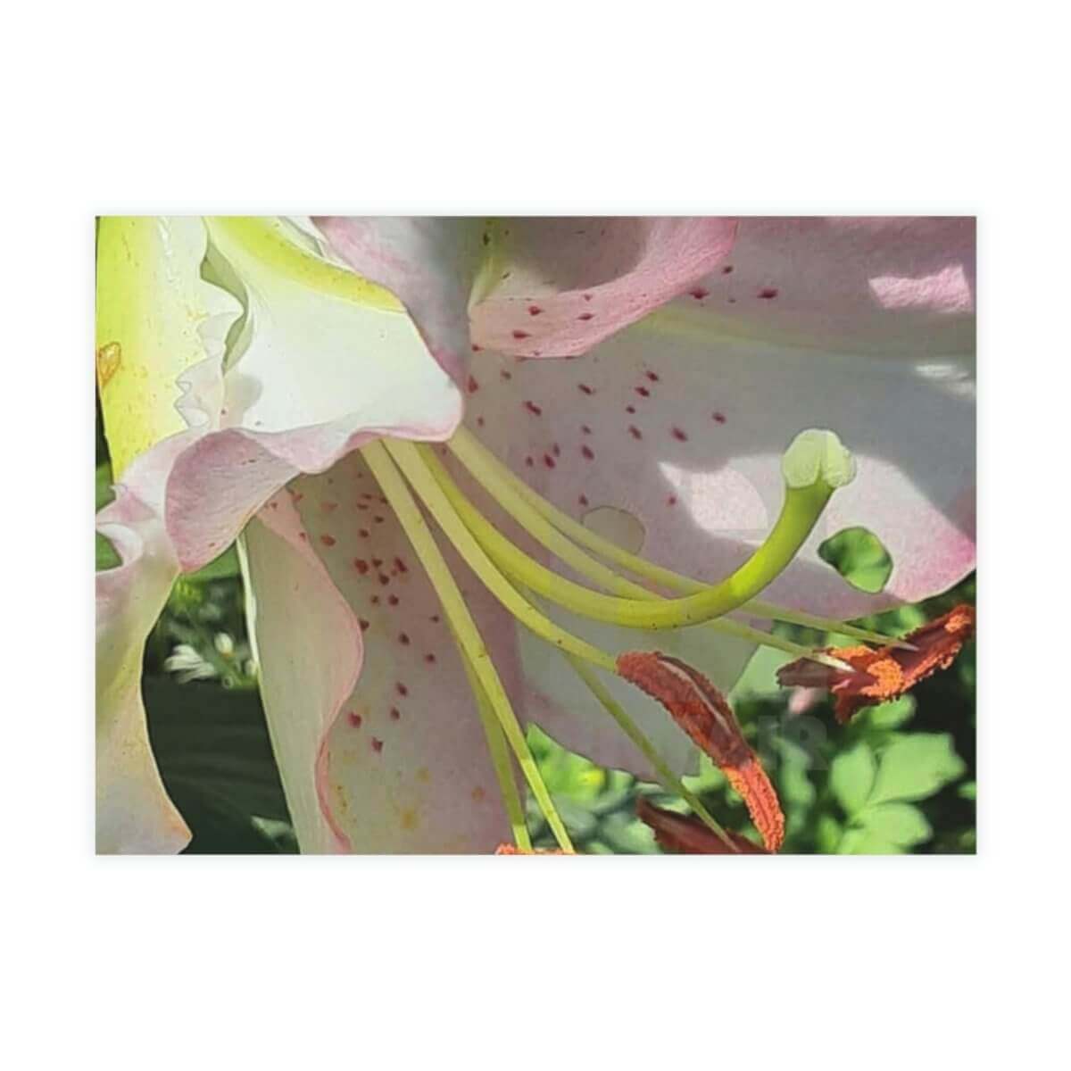 Garden Lilly Greeting Card Bundles (10, 30, 50 pcs) - 41