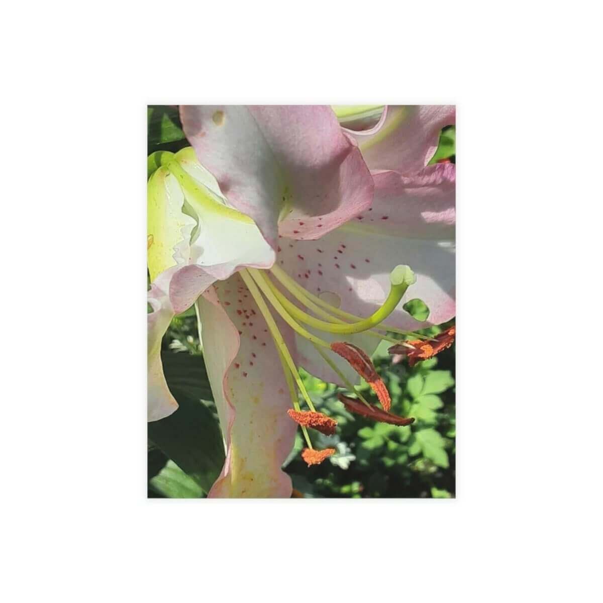 Garden Lilly Greeting Card Bundles (10, 30, 50 pcs) - 4